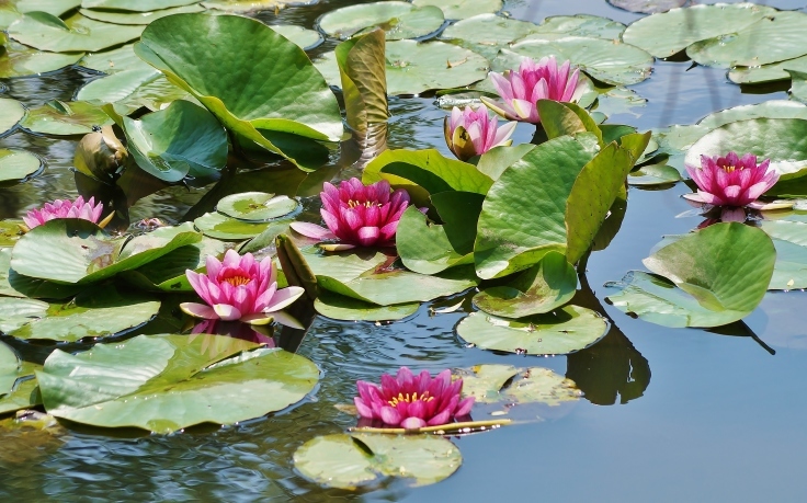 浜寺公園・ばら庭園に咲く睡蓮_b0063958_23282726.jpg