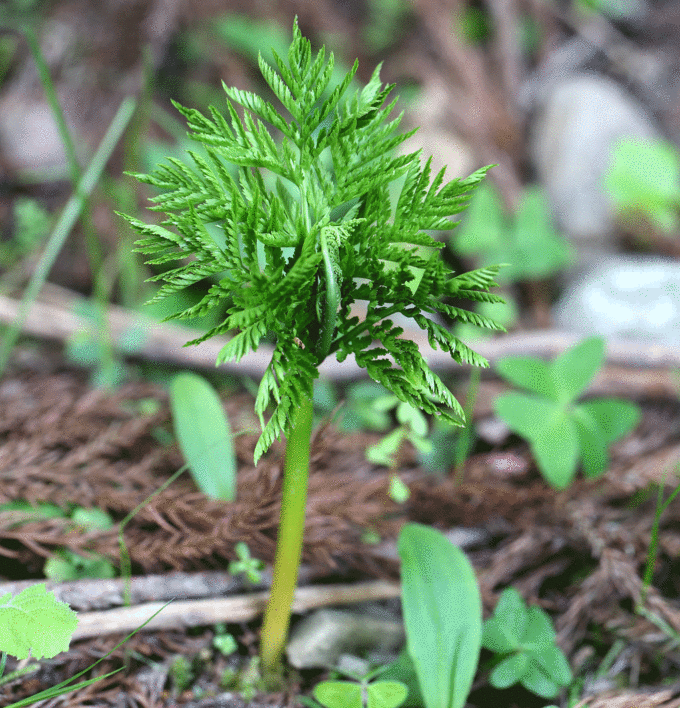 ナツノハナワラビ Botrychium virginianum _f0165160_954889.gif