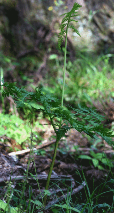 ナツノハナワラビ Botrychium virginianum _f0165160_9591641.gif