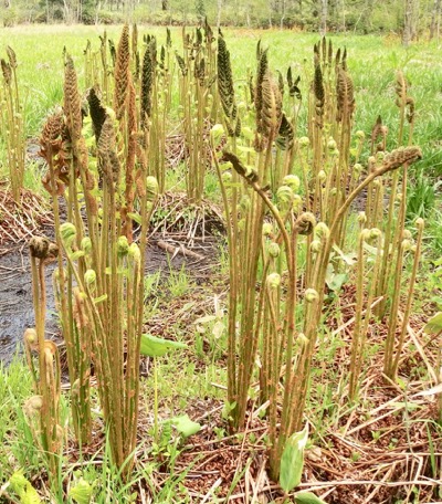 #上高地 2016 『山鳥薇』ヤマドリゼンマイ　Osmunda cinnamomeum _f0238961_1120859.jpg