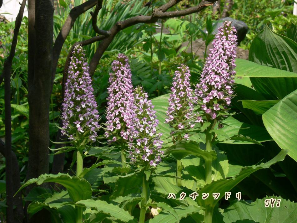 “新緑＆華花”見た事ない鳥が！_f0166871_7505120.jpg