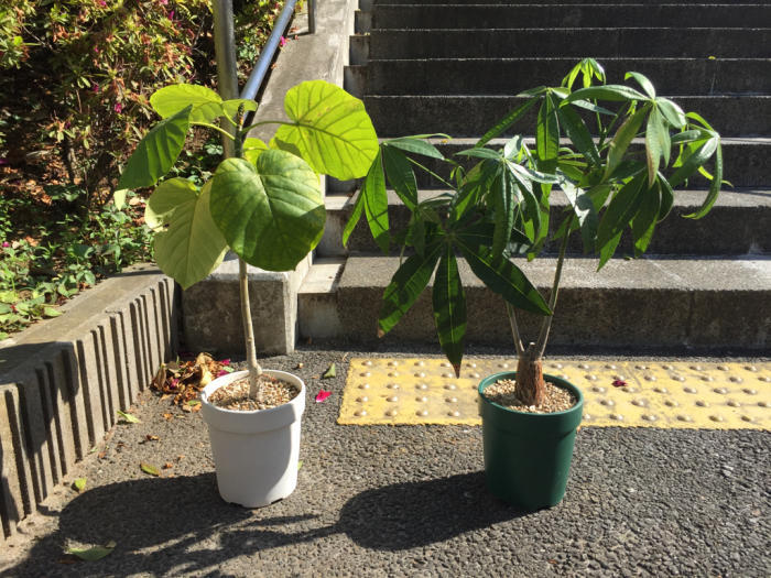 ホームセンター常連組御一行様 観葉植物 サイキック迷子