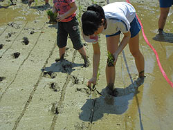 田植え体験(月光原小・西根小) _d0247484_1524769.jpg