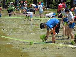 田植え体験(月光原小・西根小) _d0247484_1544219.jpg