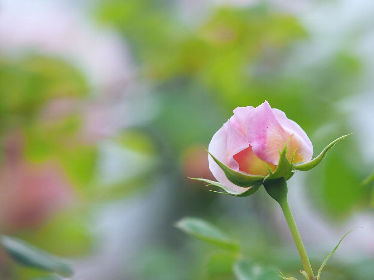 生田バラ園の薔薇　１_f0364086_19313298.jpg