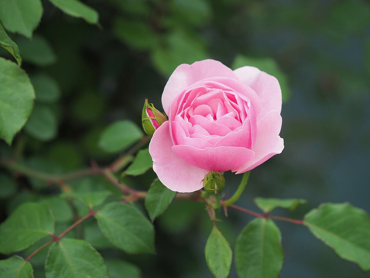 生田バラ園の薔薇　４_f0364086_20241381.jpg