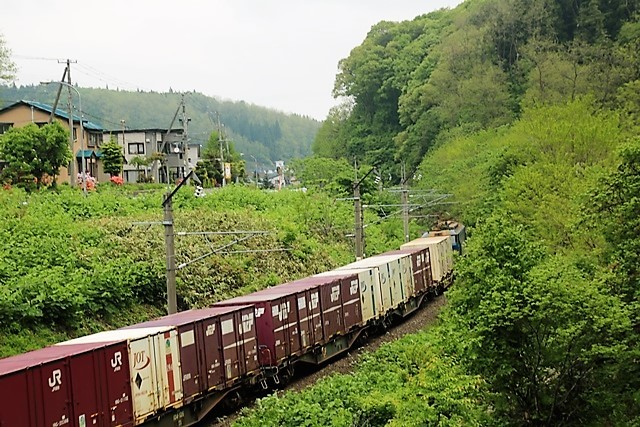 藤田八束の鉄道写真@新緑の森の中から貨物列車登場青森県鶴ヶ坂にて・・・新緑と貨物列車EF510_d0181492_00182251.jpg