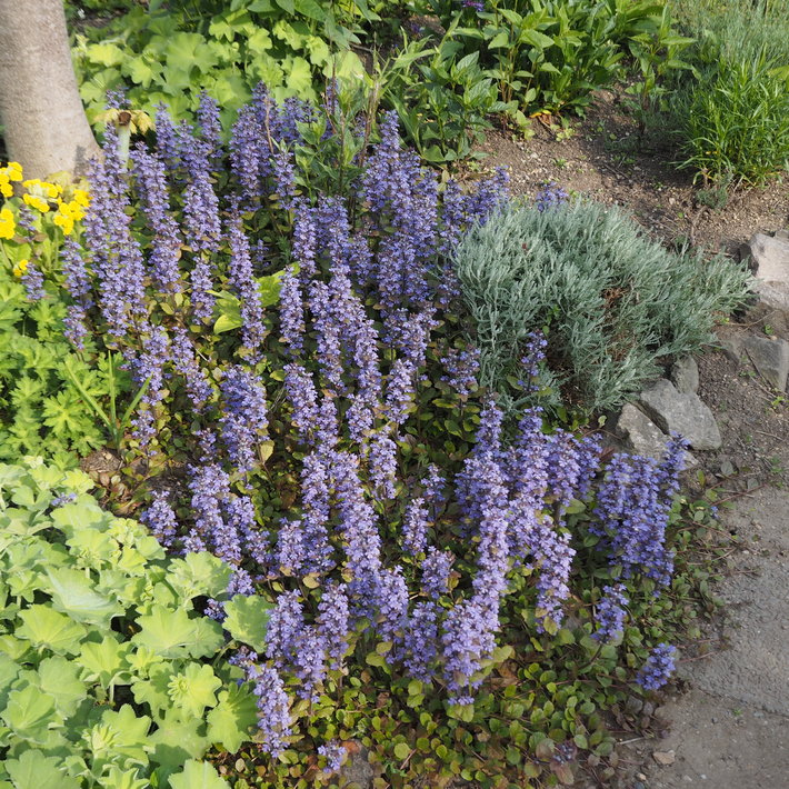 宿根草のお花_a0292194_1154048.jpg