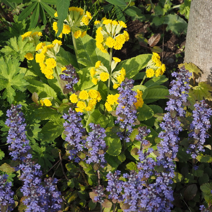 宿根草のお花_a0292194_11591115.jpg