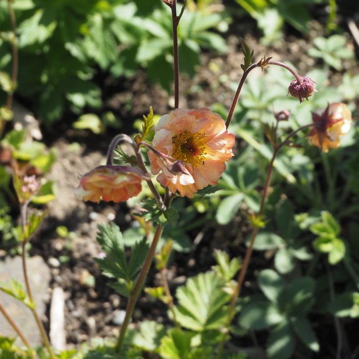 宿根草のお花_a0292194_1222135.jpg