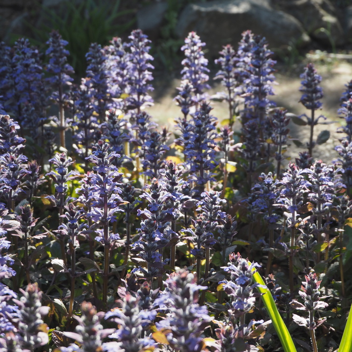宿根草のお花_a0292194_1242519.jpg