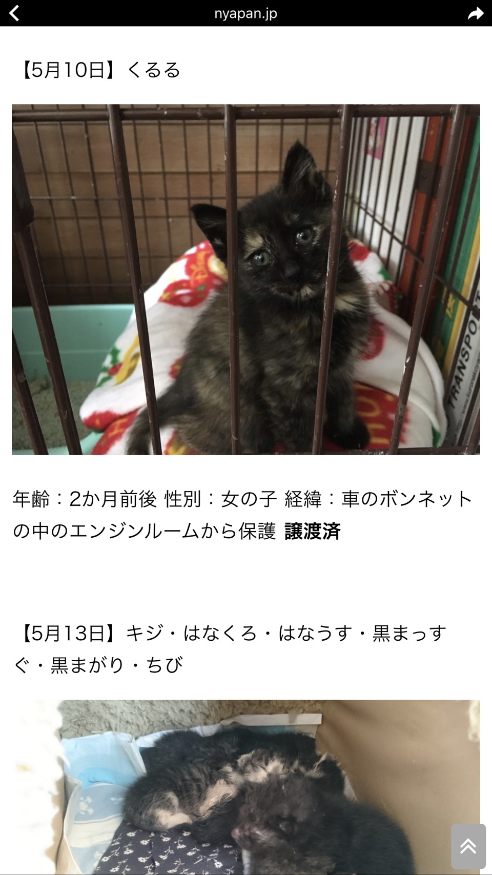 ★先日の猫の飼手が決まりました★(白石店)_c0161601_9594621.jpg