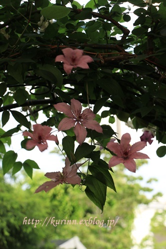 a0123003_22532508.jpg