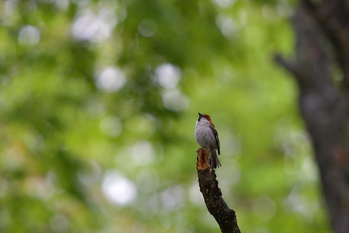 雨のニュウナイスズメ_a0145819_2117252.jpg