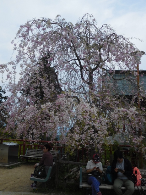 東京都　青梅・奥多摩　その 1　武蔵御嶽神社、塩船観音寺、青梅市街、日原鍾乳洞_e0345320_23102562.jpg