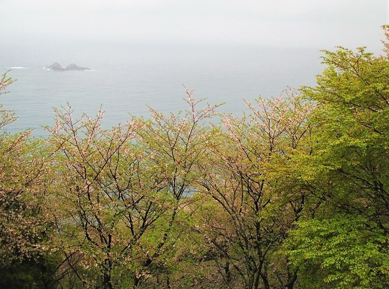 世界遺産　熊野古道の旅　松本峠から桜の道を歩き鬼ヶ城へ　　　　Kumano Kodō in Yoshino-Kumano NP_f0308721_3222918.jpg