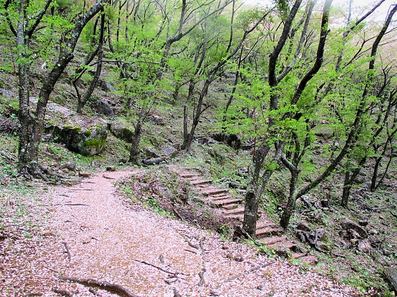 世界遺産　熊野古道の旅　松本峠から桜の道を歩き鬼ヶ城へ　　　　Kumano Kodō in Yoshino-Kumano NP_f0308721_3243225.jpg