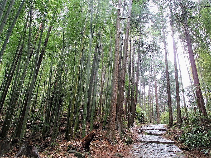 世界遺産　熊野古道の旅　松本峠から桜の道を歩き鬼ヶ城へ　　　　Kumano Kodō in Yoshino-Kumano NP_f0308721_4103748.jpg