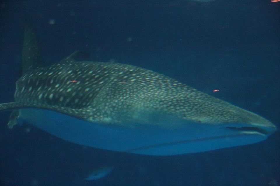 2017_01_02_かごしま水族館_f0221023_10425522.jpg