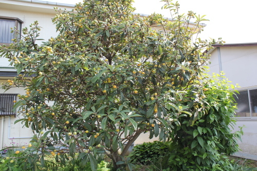 e0166032_16304005.jpg