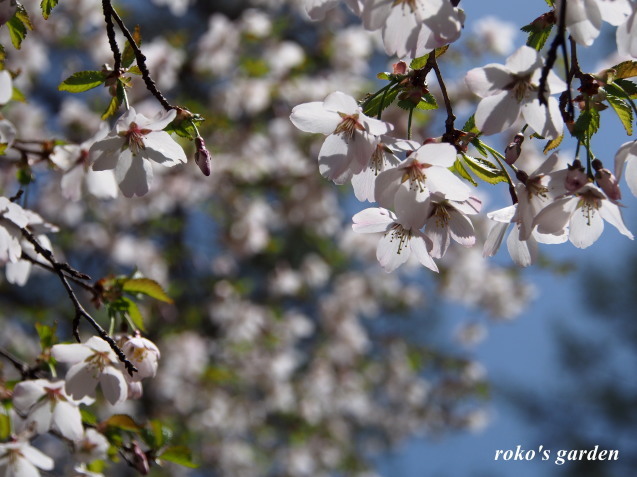 富士桜－１ - 可愛い お花達と素敵な 旅物語~