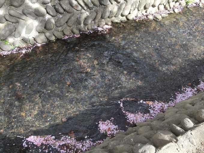 【先日の花見2017!!】_e0255945_13533194.jpg
