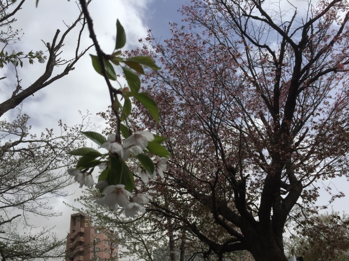 【先日の花見2017!!】_e0255945_13535587.jpg