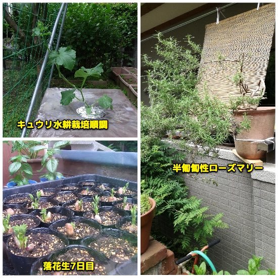 ミニ温室自作 Ainame60 たまたま日記