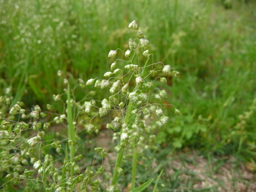 花々が咲き散歩が楽しみ・・_e0303653_20461055.jpg