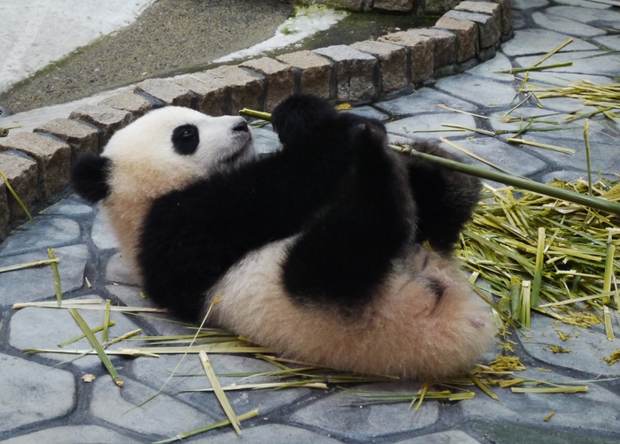 　　アドベンチャワールド　竹を食べる親子パンダ_b0093754_22565352.jpg