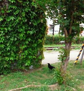 f0151359_11224591.png