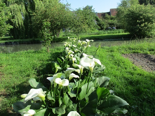 カラーの花咲く季節 フランス Bons Vivants Idees D Aujourd Hui