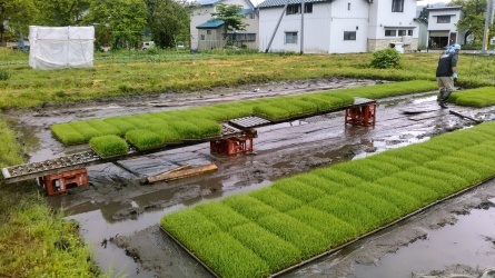 田植えの応援に行きました。_c0160368_20313594.jpg