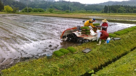 田植えの応援に行きました。_c0160368_20385430.jpg