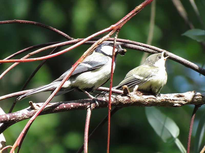 大阪の公園：初夏の鳥たち（１）_d0044969_21243815.jpg