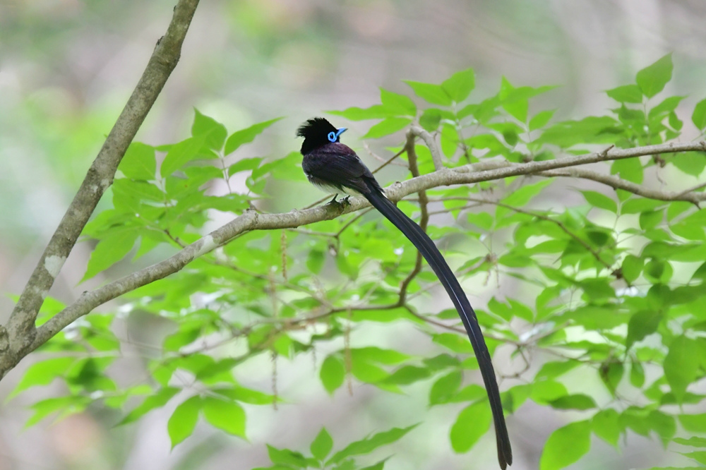 サンコウチョウ_f0053272_19232530.jpg