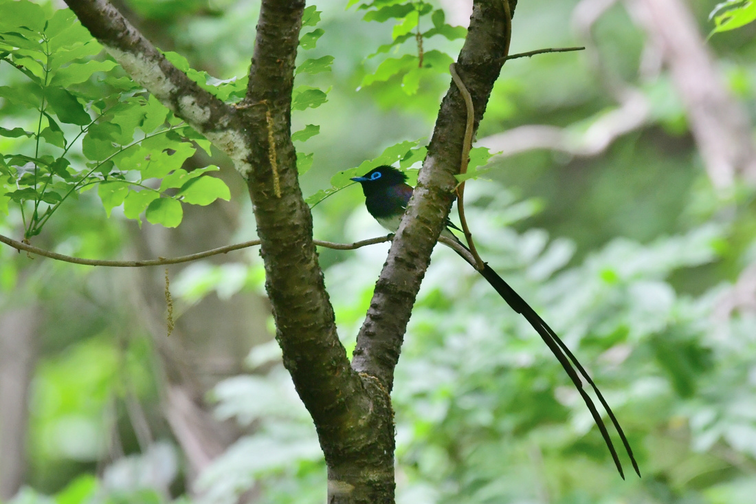 サンコウチョウ_f0053272_19235750.jpg