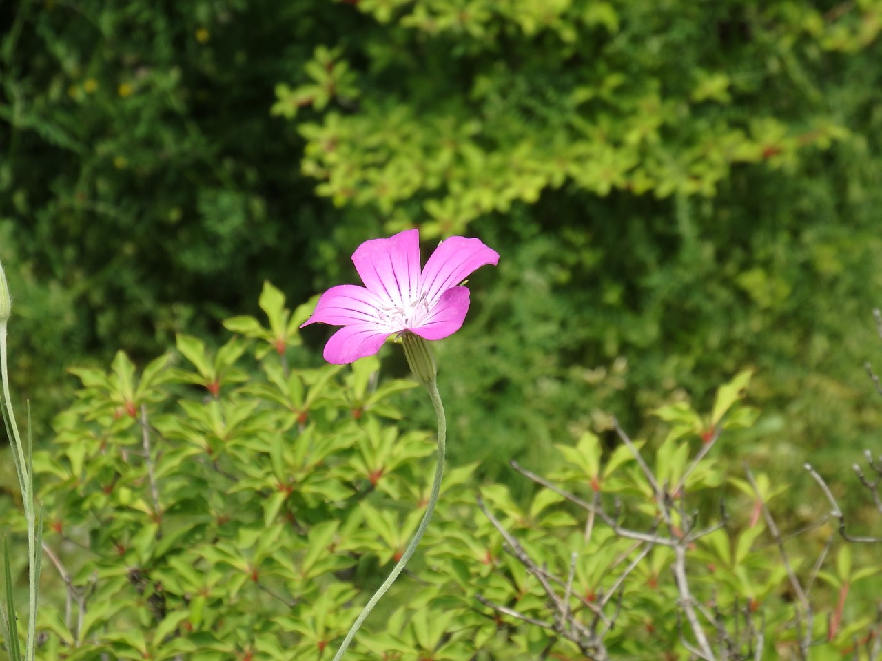 『神戸(ごうど)町バラ公園いこいの広場を散策して･････』_d0054276_20271395.jpg