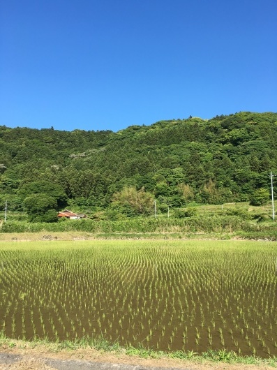 初夏の風景_b0336787_23122276.jpeg