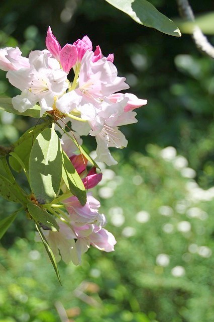 北鎌倉　明月院　季節の花　②_f0374092_00225377.jpg