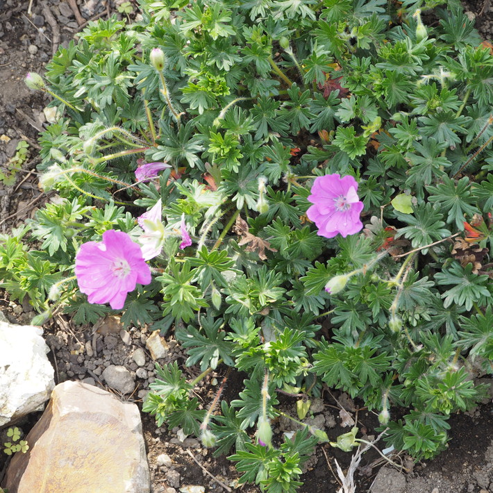 宿根草のお花_a0292194_14184852.jpg