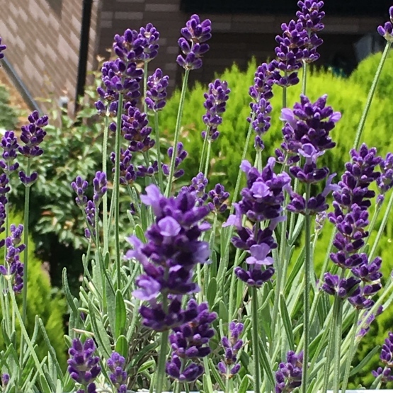 富良野ブルー ラベンダーとセンテッド ローズゼラニウム いととはり