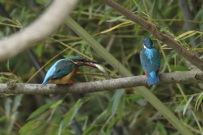 カワセミのパパが、息子に魚を与える貴重な場面（葛飾区、水元公園）_b0291402_09092186.jpg