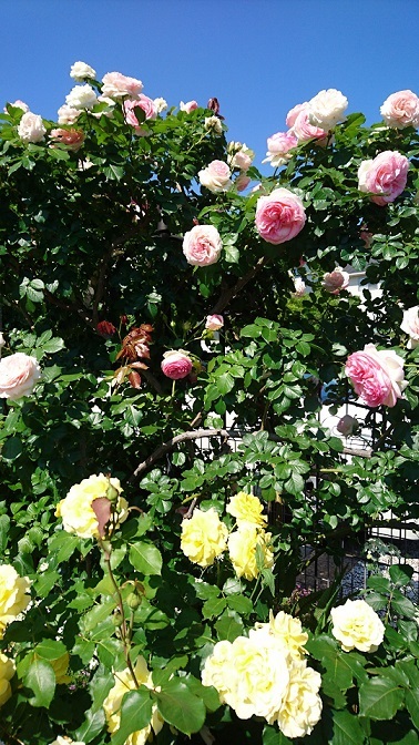 c0152002_07194927.jpg