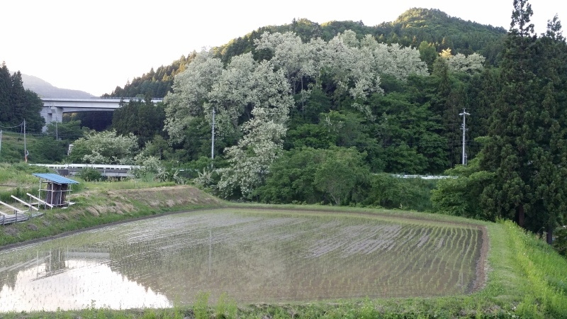 お田植え終了！_c0320302_19463679.jpg