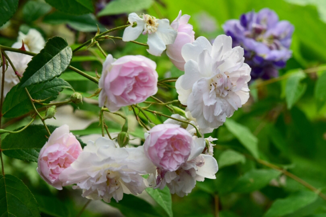 桜の様な美しさポールズ ヒマラヤン ムスク アメリカ藤アメジスト フォール オールドローズとジキタリス達の重なるガゼボの風景 薔薇好き花 好き庭が好き 元英国在住 アートセラピストが造る癒しの庭