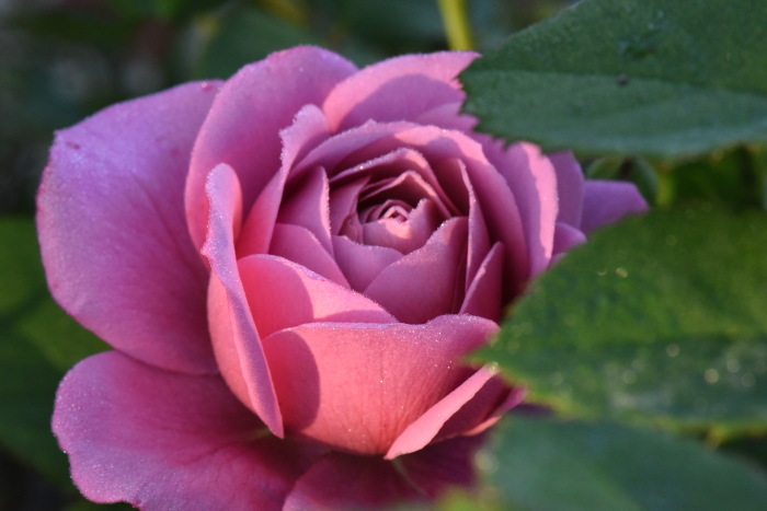 5 28 今年はとても 素直に生育 けさのバラ畑 Bulldog Poo