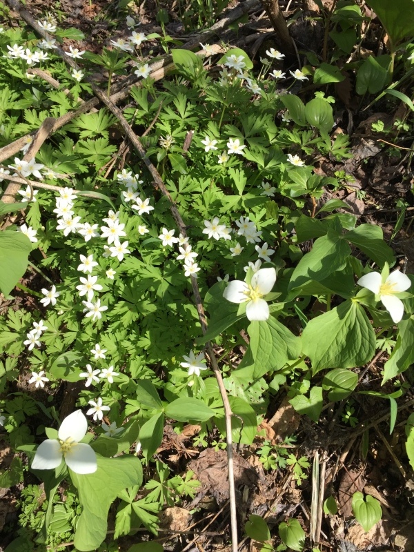 エゾムラサキ  〜深山歩めば野辺の小花〜_f0377507_23234666.jpg