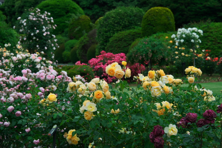 新宿御苑の薔薇2_a0263109_15173716.jpg