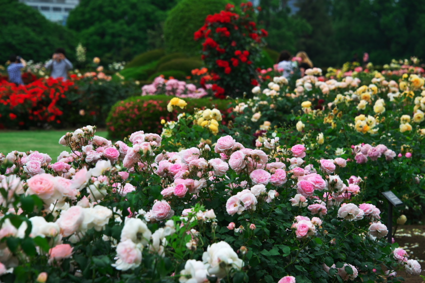 新宿御苑の薔薇2_a0263109_15173748.jpg